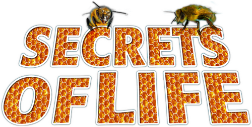 Secrets of Life