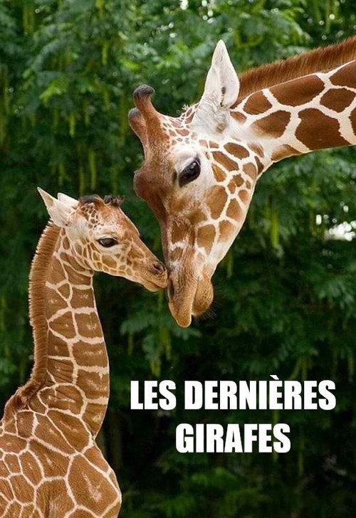 Póster oficial de Les Dernières Girafes (2018) - Documentary