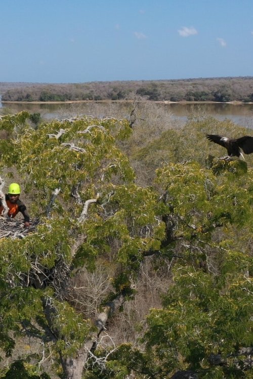 Fish Eagles of Madagascar