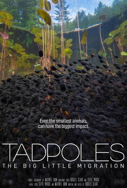 Tadpoles: The Big Little Migration