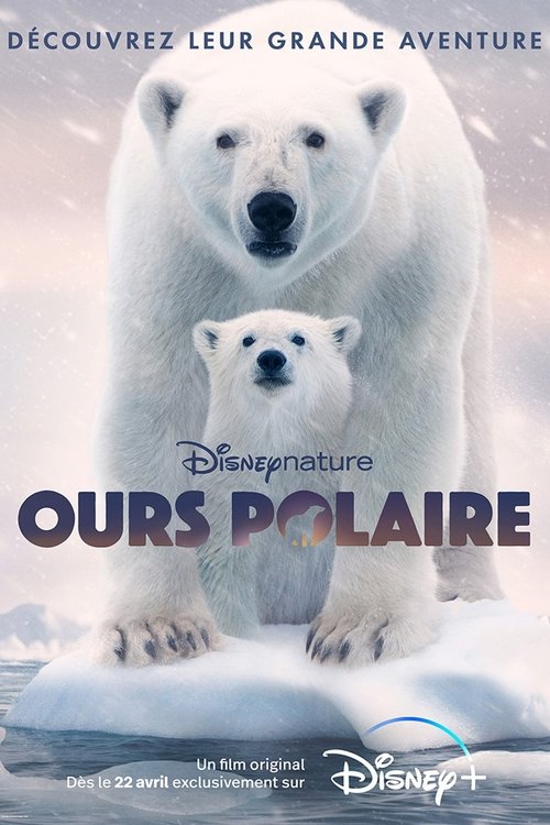 Ours polaire - 2022 Ours polaire - 2022