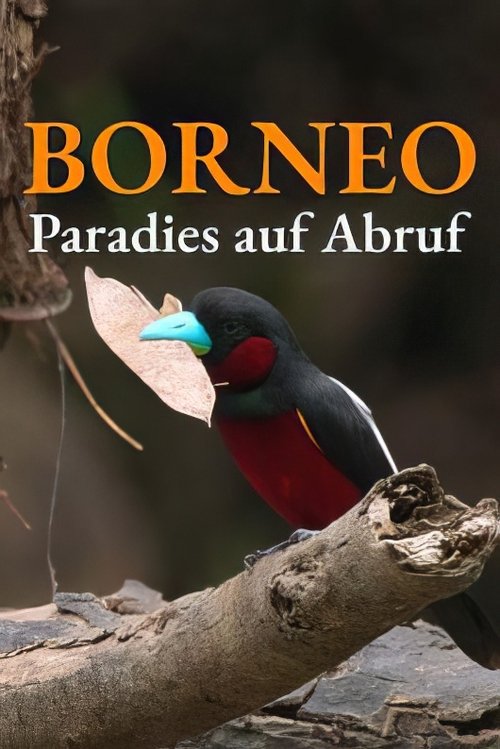 Bornéo, la jungle de l’espoir