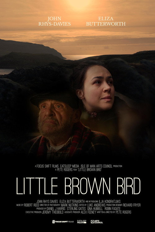 Little brown bird