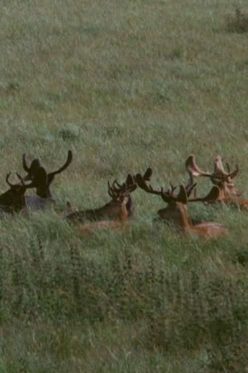 The Deer Garden: The Romantic Forest