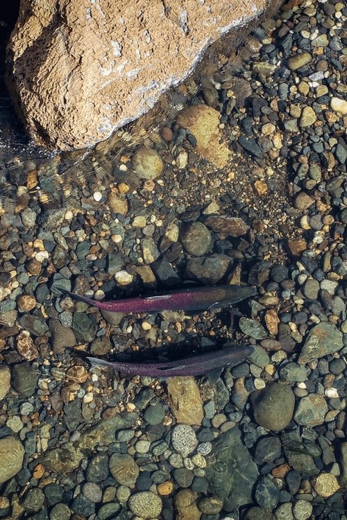 Yuba Salmon Dance poster