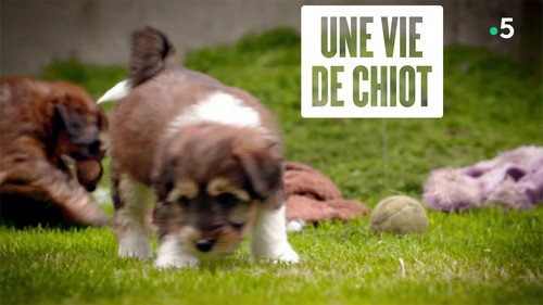 Une vie de chiot Backdrop Blur