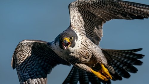 Des volatiles et des hommes
