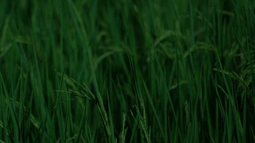 สมมุติ Land Of Smile.