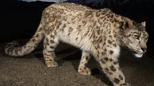 Snow Leopard of Afghanistan