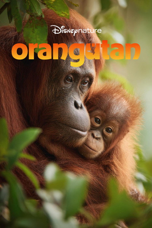 Orangutan poster