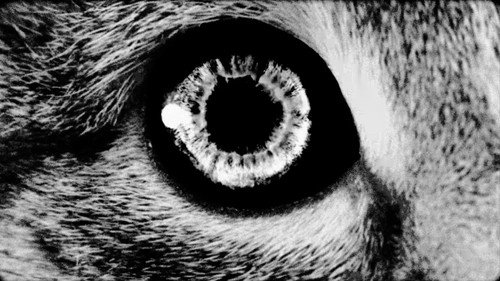 Purgatory for Epiphanea