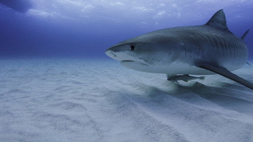 America's Deadliest Sharks Backdrop Blur