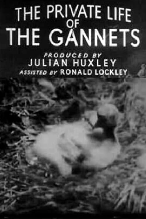 Poster The Private Life of the Gannets 1934