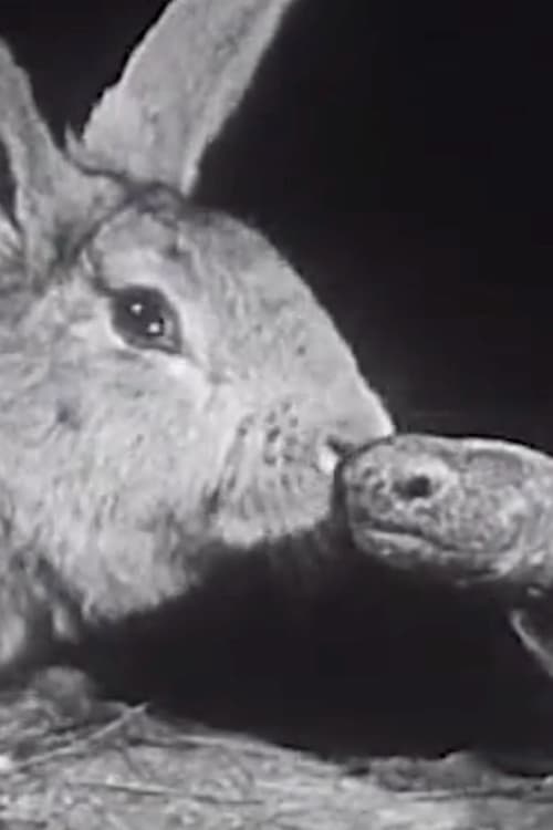 The Hare and the Tortoise (1947)