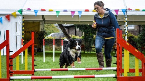 Scotland’s Best Dog - Series 1 Backdrop Blur