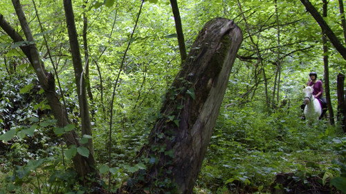 L'arbre qui cache la forêt Backdrop Blur