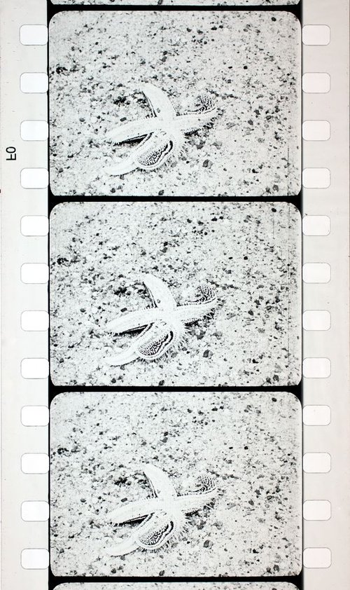 Les Echinodermes movie poster player
