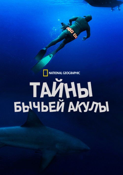 Тайны бычьей акулы