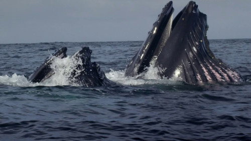 Ireland's Deep Atlantic