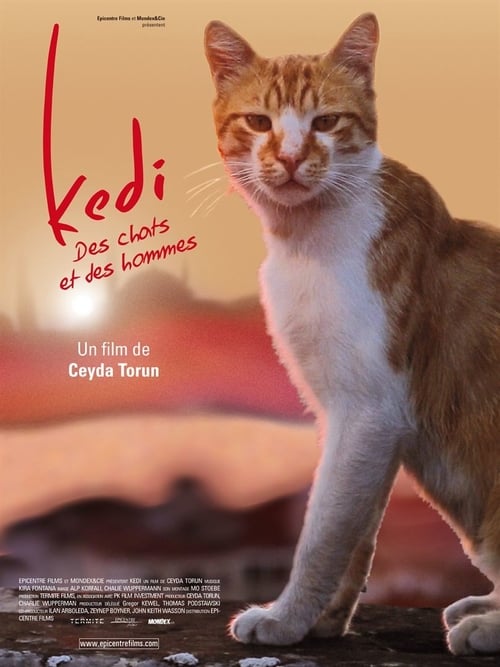 Kedi poster