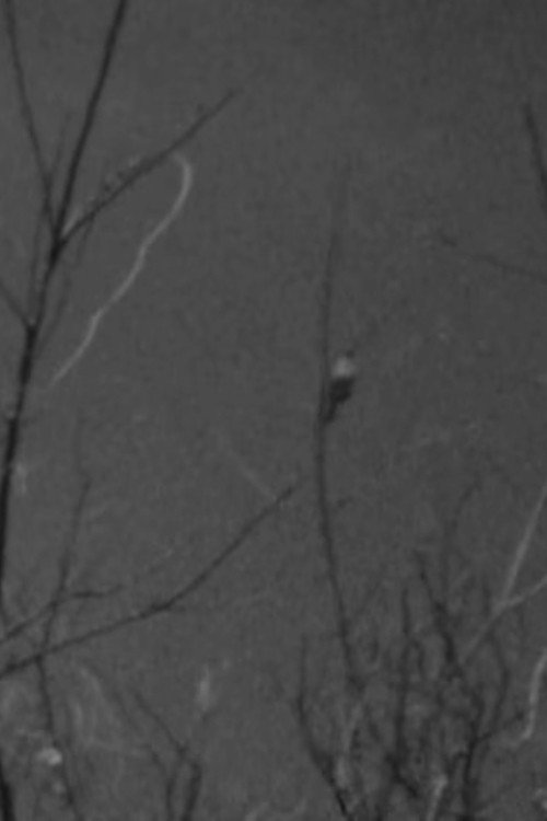 Une Chanson pour le Printemps