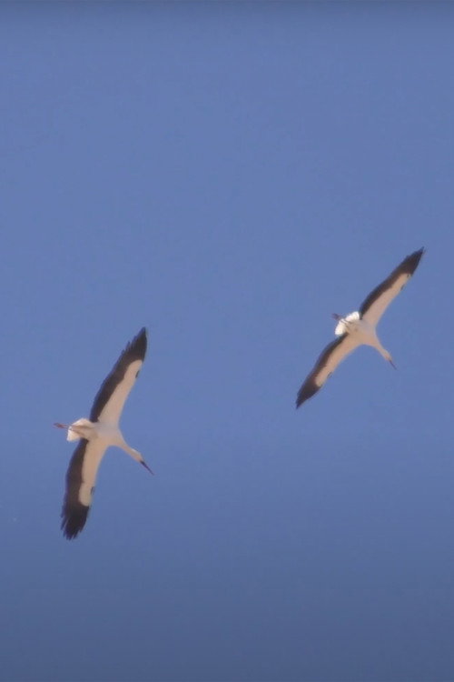 Murmuration