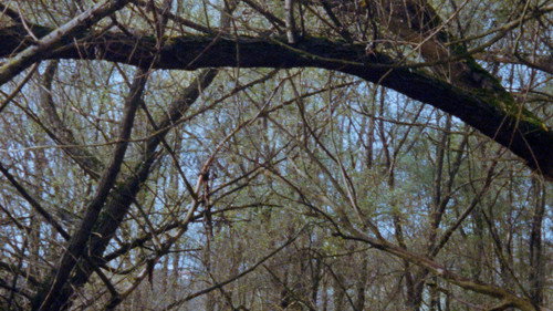 Newsreel 670 – Red Forests