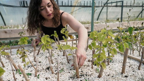 Renouer le fil de la soie