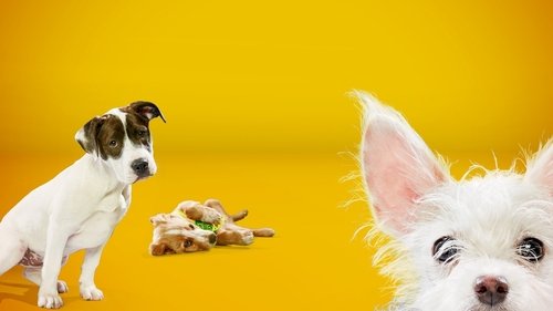 Puppy Bowl