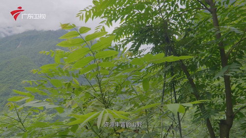 秘境神草 Bild 7