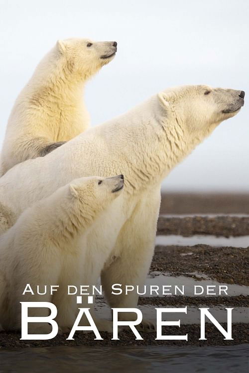 Auf den Spuren der Bären