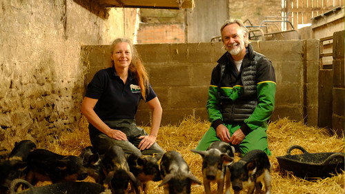 Pigs