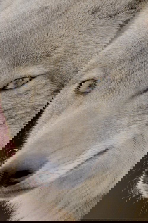 Coywolf