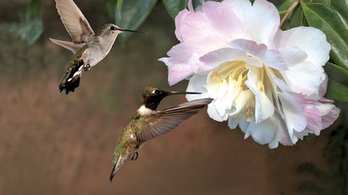 First Flight: A Mother Hummingbird's Story