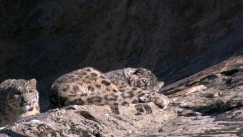 Diaries - Snow Leopard Quest