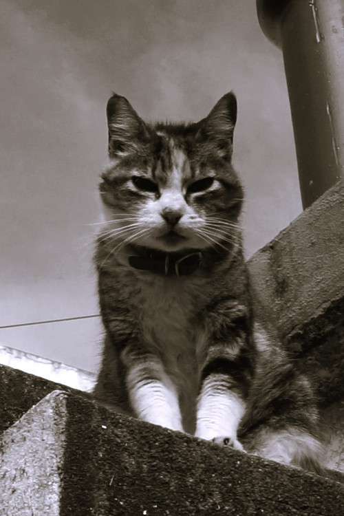 Mia