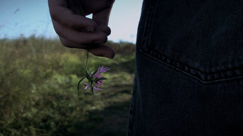 Centaurea
