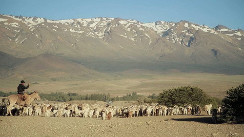 Transhumance Backdrop Blur