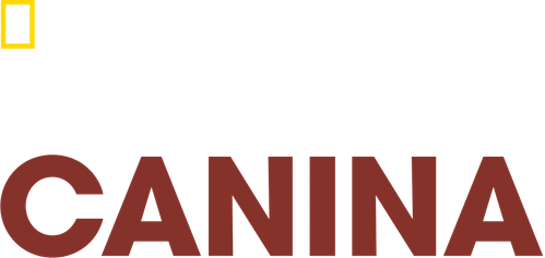 Reabilitacao Canina