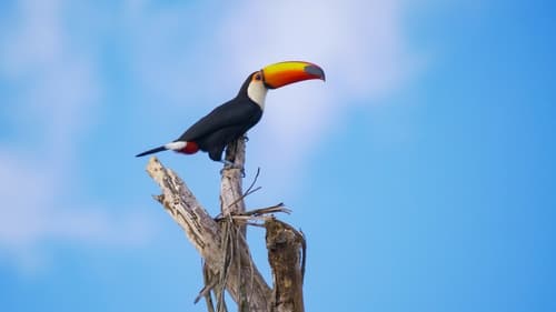 Poster della serie South America's Weirdest Animals