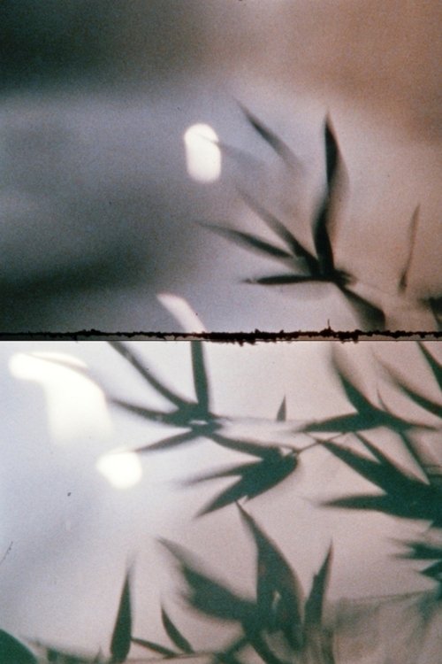 Bamboo in the Water (2022) poster