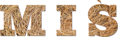 Miś