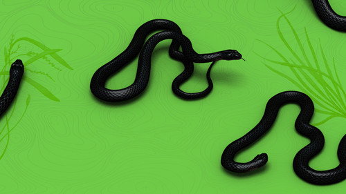 Rato, Vini and Snakes