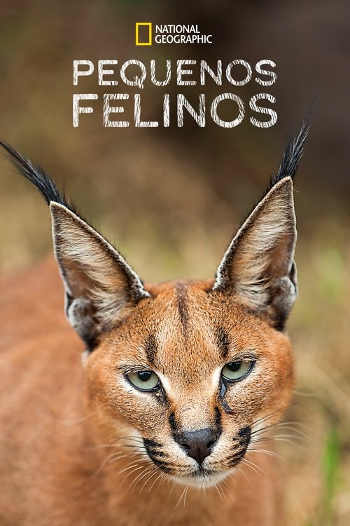 Pequenos Felinos