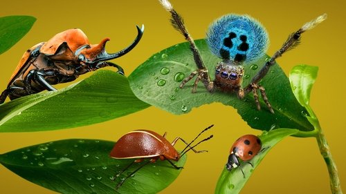 A Real Bug's Life