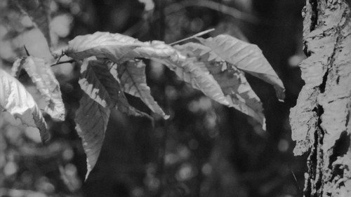 Cold Days From the Treetops — Fondos 9