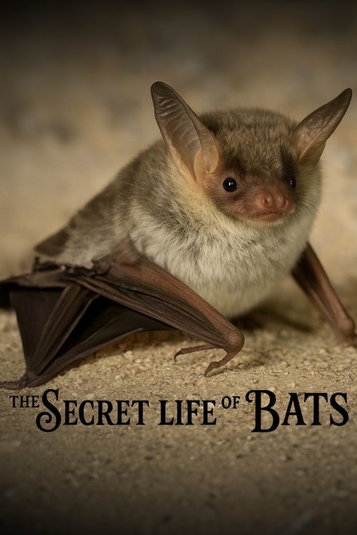 The Secret Life of Bats (2025) poster