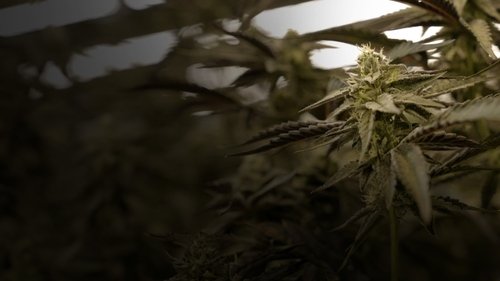 Cannabis : Une enquête de Mathieu Kassovitz et Antoine Robin Cannabis : Une enquête de Mathieu Kassovitz et Antoine Robin