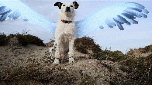 The Flying Dog — Backdrops 2