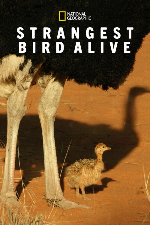 Strangest Bird Alive poster